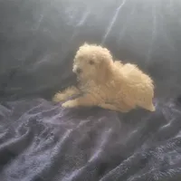 Eddy , a male Poodle - Miniature  for sale in Montgomery, IN – Photo 1 of 5