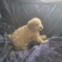 Eddy , a male Poodle - Miniature  for sale in Montgomery, IN – Photo 5 of 5