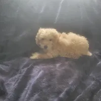 Eddy , a male Poodle - Miniature  for sale in Montgomery, IN – Photo 4 of 5