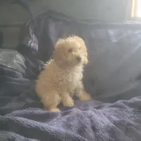 Eddy , a male Poodle - Miniature  for sale in Montgomery, IN – Photo 2 of 5