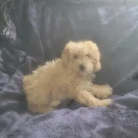 Eddy , a male Poodle - Miniature  for sale in Montgomery, IN – Photo 3 of 5