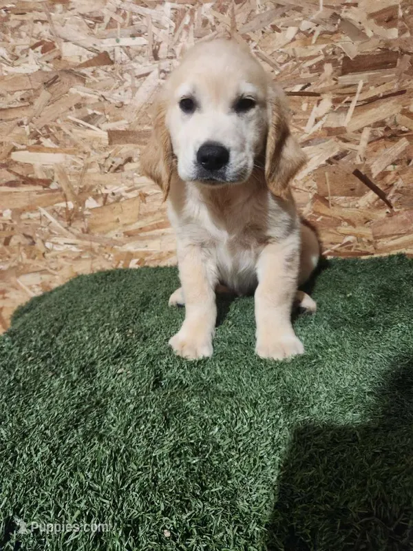 Roger – Golden Retriever puppy for sale in Montgomery, IN
