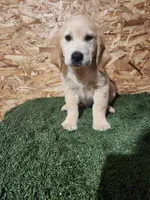 Roger, a male Golden Retriever for sale in Montgomery, IN – 1 of 10