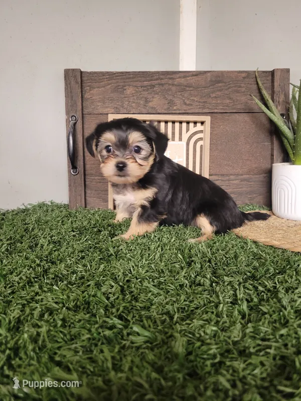 Tracy – Morkie puppy for sale in Montgomery, IN