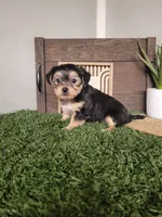 Tracy, a female Morkie for sale in Montgomery, IN – 1 of 5
