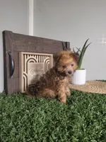 Freddy, a male Pomapoo for sale in Montgomery, IN – 4 of 7