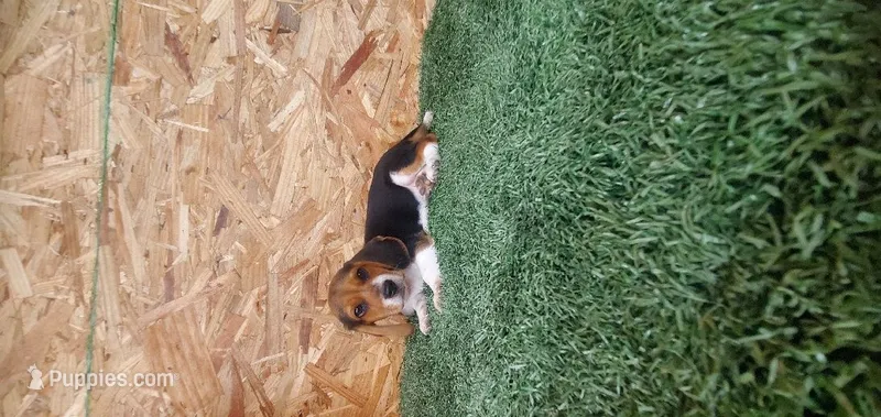 Silas – Beagle puppy for sale in Montgomery, IN