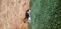 Silas, a male Beagle for sale in Montgomery, IN – 1 of 3