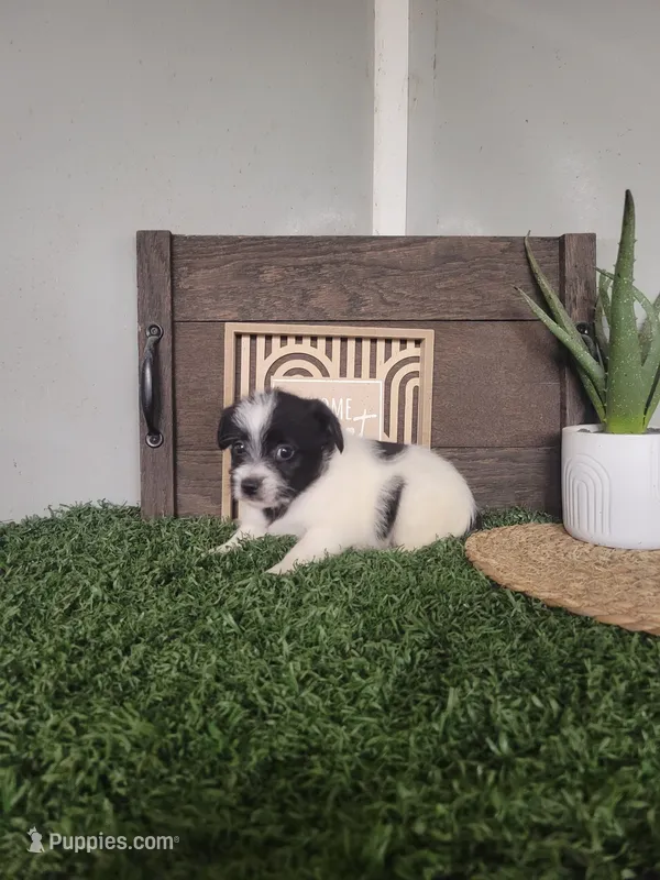 Oreo – Miniature Pinscher, Poodle - Miniature  puppy for sale in Montgomery, IN
