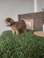 Freddy, a male Pomapoo for sale in Montgomery, IN – 5 of 7