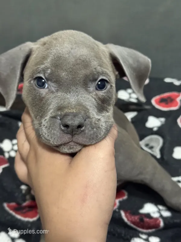 Azul – American Bully puppy for sale in Dinwiddie, VA
