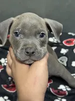 Azul, a male American Bully for sale in Dinwiddie, VA – Photo 1 of 3