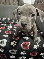 Azul, a male American Bully for sale in Dinwiddie, VA – Photo 2 of 3