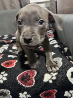 Azul, a male American Bully for sale in Dinwiddie, VA – Photo 3 of 3