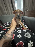 Arrow, a male American Bully for sale in Dinwiddie, VA – Photo 3 of 3