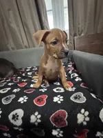 Arrow, a male American Bully for sale in Dinwiddie, VA – Photo 2 of 3