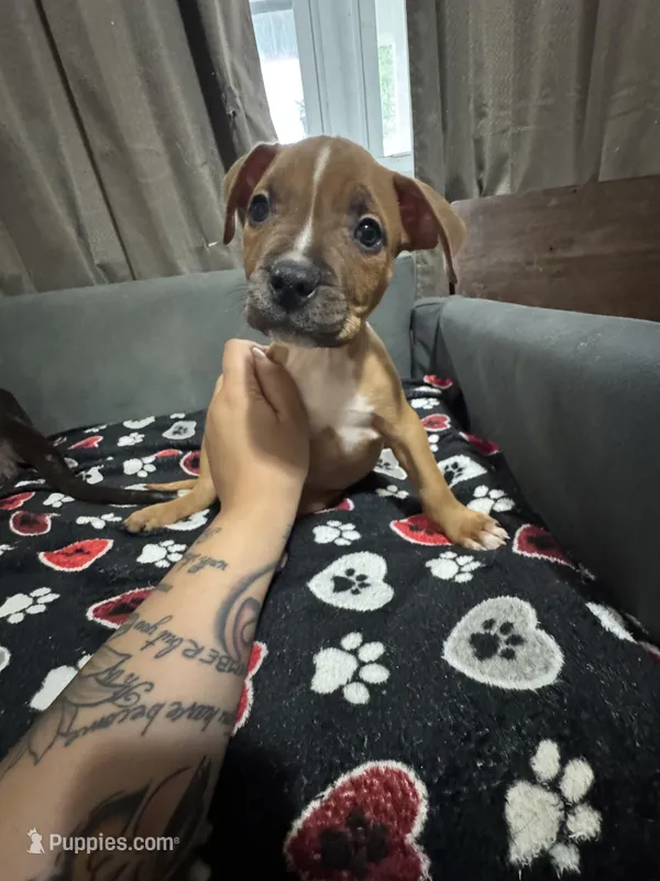 Arrow – American Bully puppy for sale in Dinwiddie, VA