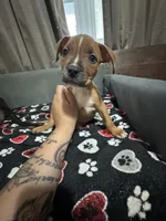 Arrow, a male American Bully for sale in Dinwiddie, VA – Photo 1 of 3