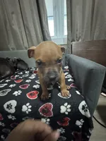 Amos, a male American Bully for sale in Dinwiddie, VA – Photo 3 of 3