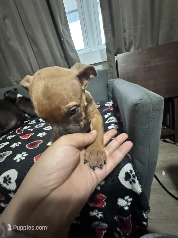 Amos – American Bully puppy for sale in Dinwiddie, VA