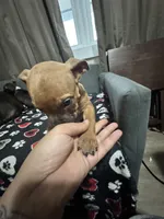 Amos, a male American Bully for sale in Dinwiddie, VA – Photo 1 of 3