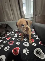 Amos, a male American Bully for sale in Dinwiddie, VA – Photo 2 of 3