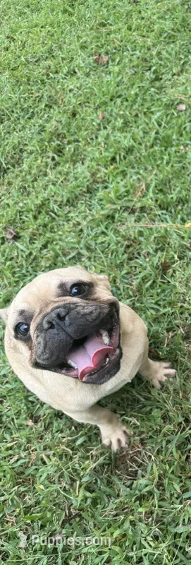 Maverick – French Bulldog puppy for sale in Dinwiddie, VA