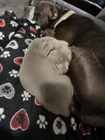 Atlas, a male American Bully for sale in Dinwiddie, VA – Photo 3 of 3