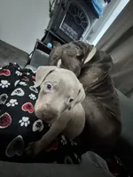 Atlas, a male American Bully for sale in Dinwiddie, VA – Photo 2 of 3