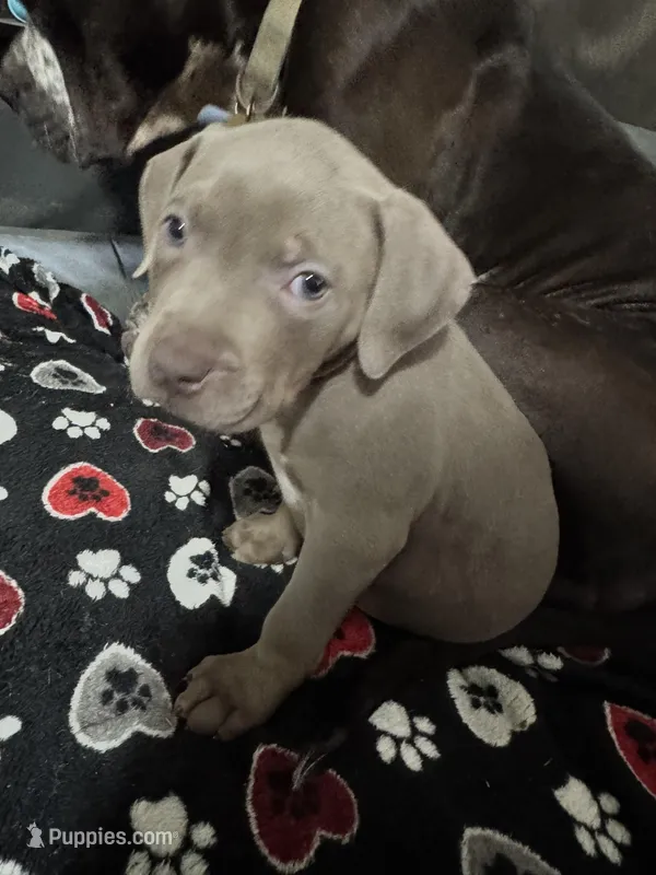 Atlas – American Bully puppy for sale in Dinwiddie, VA