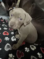 Atlas, a male American Bully for sale in Dinwiddie, VA – Photo 1 of 3