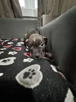 Ace, a male American Bully for sale in Dinwiddie, VA – Photo 2 of 2