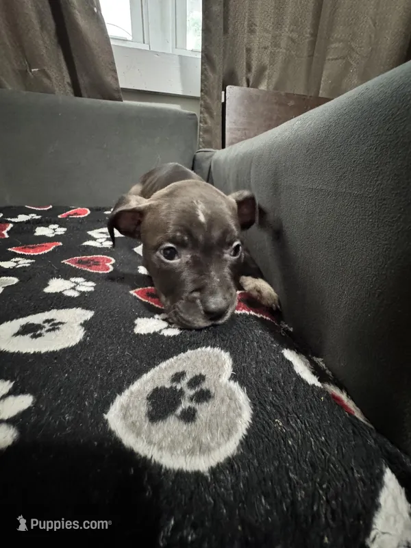 Ace – American Bully puppy for sale in Richmond, VA