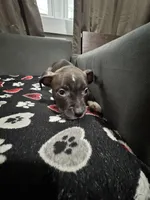 Ace, a male American Bully for sale in Dinwiddie, VA – Photo 1 of 2