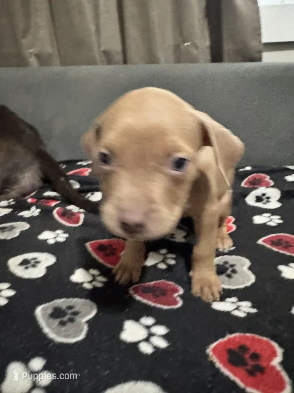 Arizona  – American Bully puppy on hold in Dinwiddie, VA