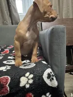 Addison, a female American Bully for sale in Dinwiddie, VA – Photo 2 of 3