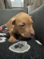 Addison, a female American Bully for sale in Dinwiddie, VA – Photo 3 of 3