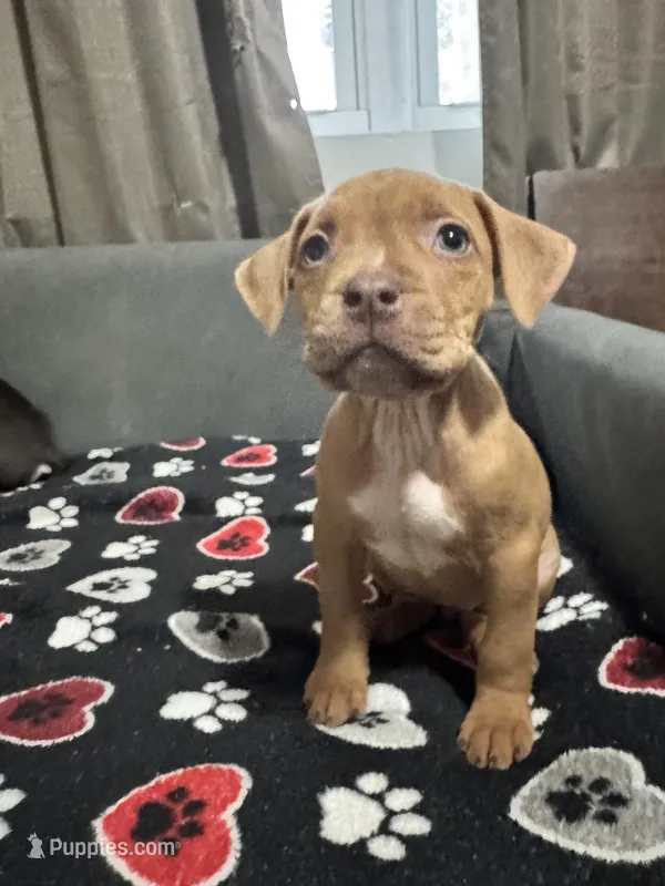 Addison – American Bully puppy for sale in Dinwiddie, VA