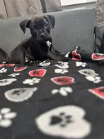 Axel, a male American Bully for sale in Dinwiddie, VA – Photo 2 of 3