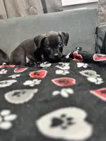 Axel, a male American Bully for sale in Dinwiddie, VA – Photo 3 of 3