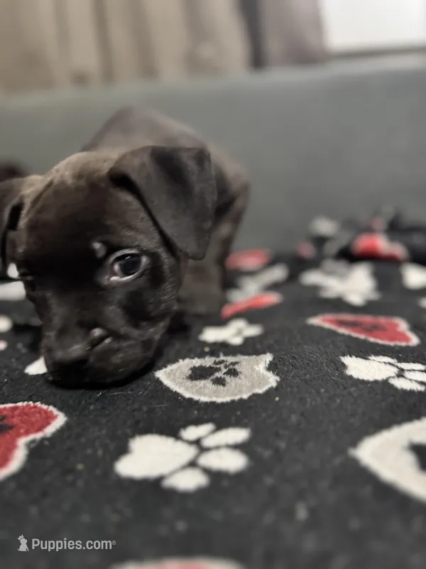 Axel – American Bully puppy for sale in Dinwiddie, VA