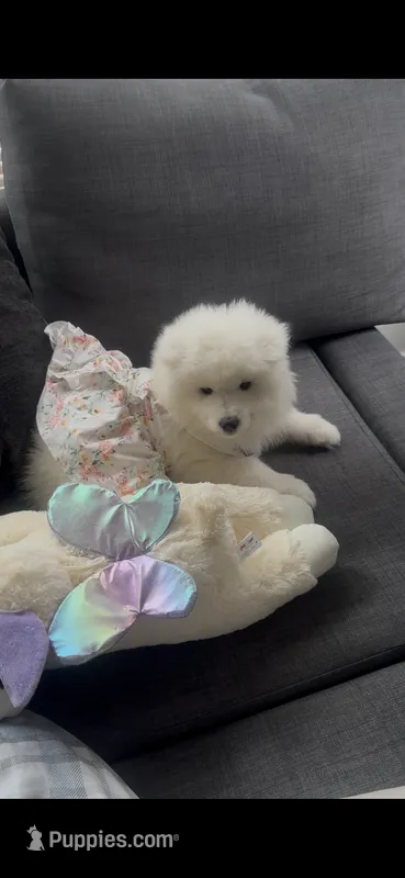 Princess – Samoyed puppy for sale in San Bernardino, CA