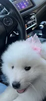 Princess, a female Samoyed for sale in San Bernardino, CA – 2 of 2