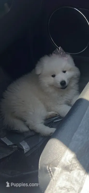 Princess – Samoyed puppy for sale in San Bernardino, CA