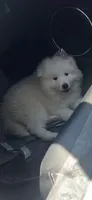 Princess, a female Samoyed for sale in San Bernardino, CA – 1 of 2
