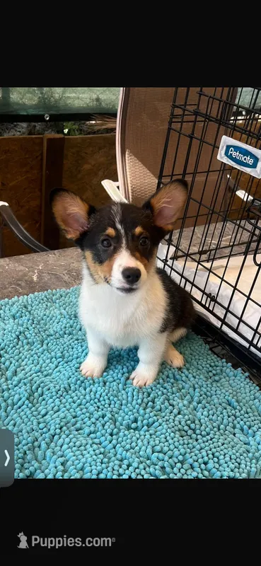 Princess, a female Pembroke Welsh Corgi for sale in San Bernardino, CA – Photo 1 of 1