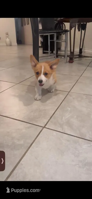 Princess, a female Pembroke Welsh Corgi for sale in San Bernardino, CA – Photo 1 of 1