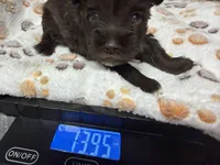 Boone, a male Miniature Schnauzer for sale in Bennington, OK – 2 of 4