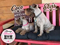 Carmel, a female Miniature Schnauzer for sale in Bennington, OK – 5 of 6