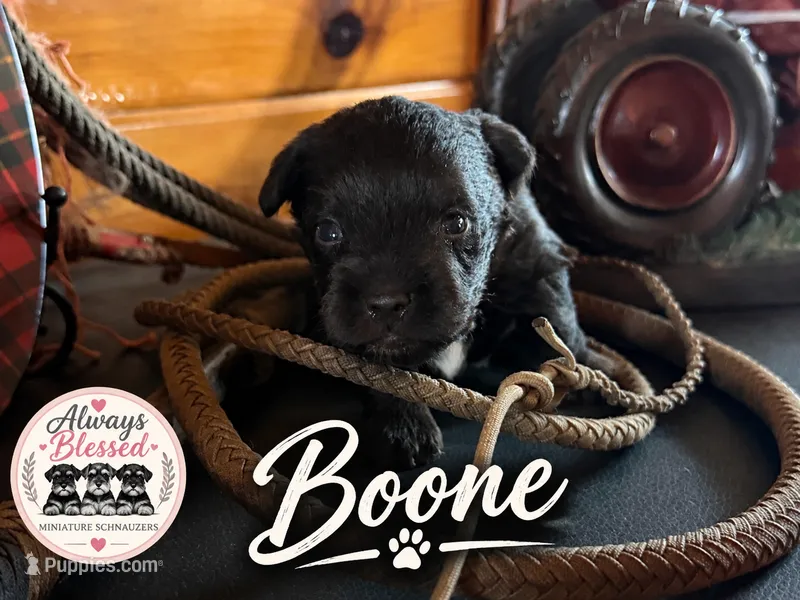 Boone – Miniature Schnauzer puppy for sale in Bennington, OK